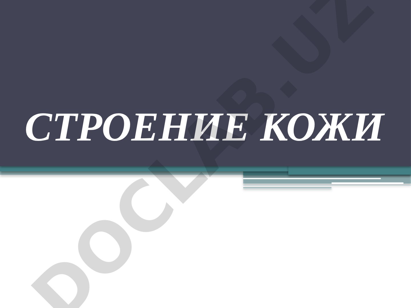Строение кожи