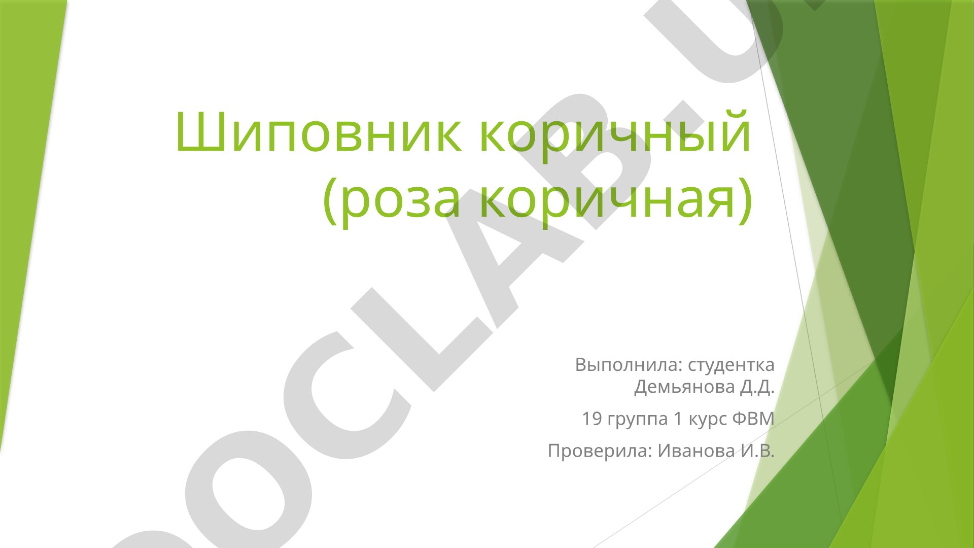 Шиповник коричный (роза коричная)