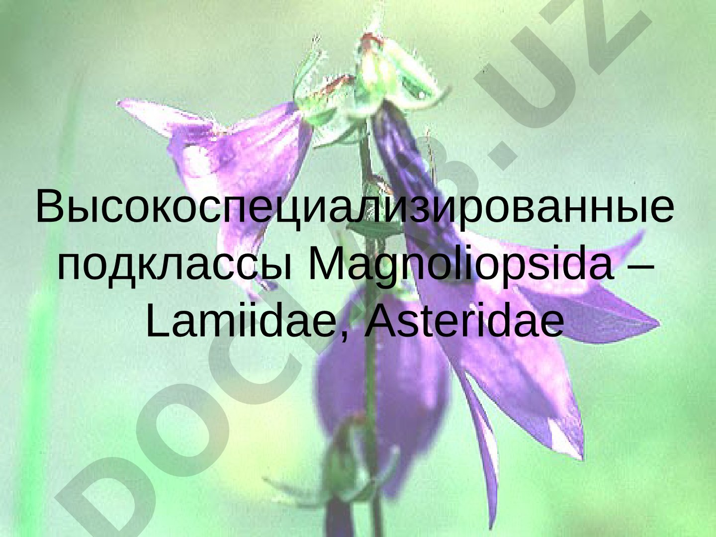 Подклассы Magnoliopsida: Lamiidae и Asteridae