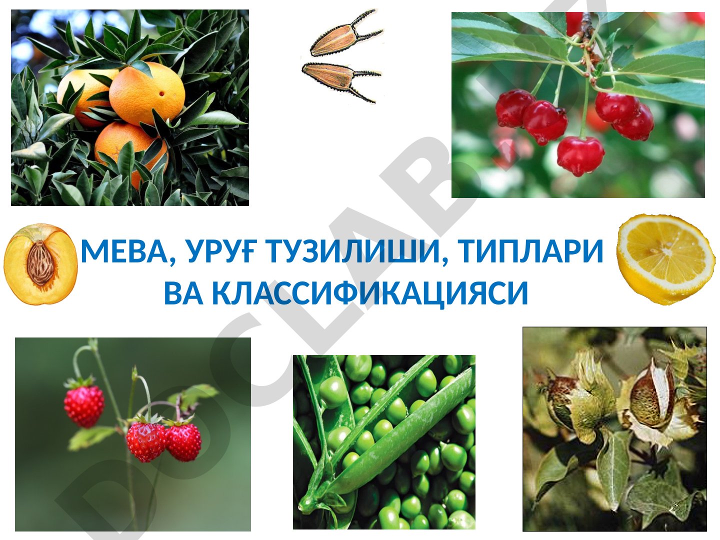 Мева, уруғ тузилиши, типлари ва классификацияси
