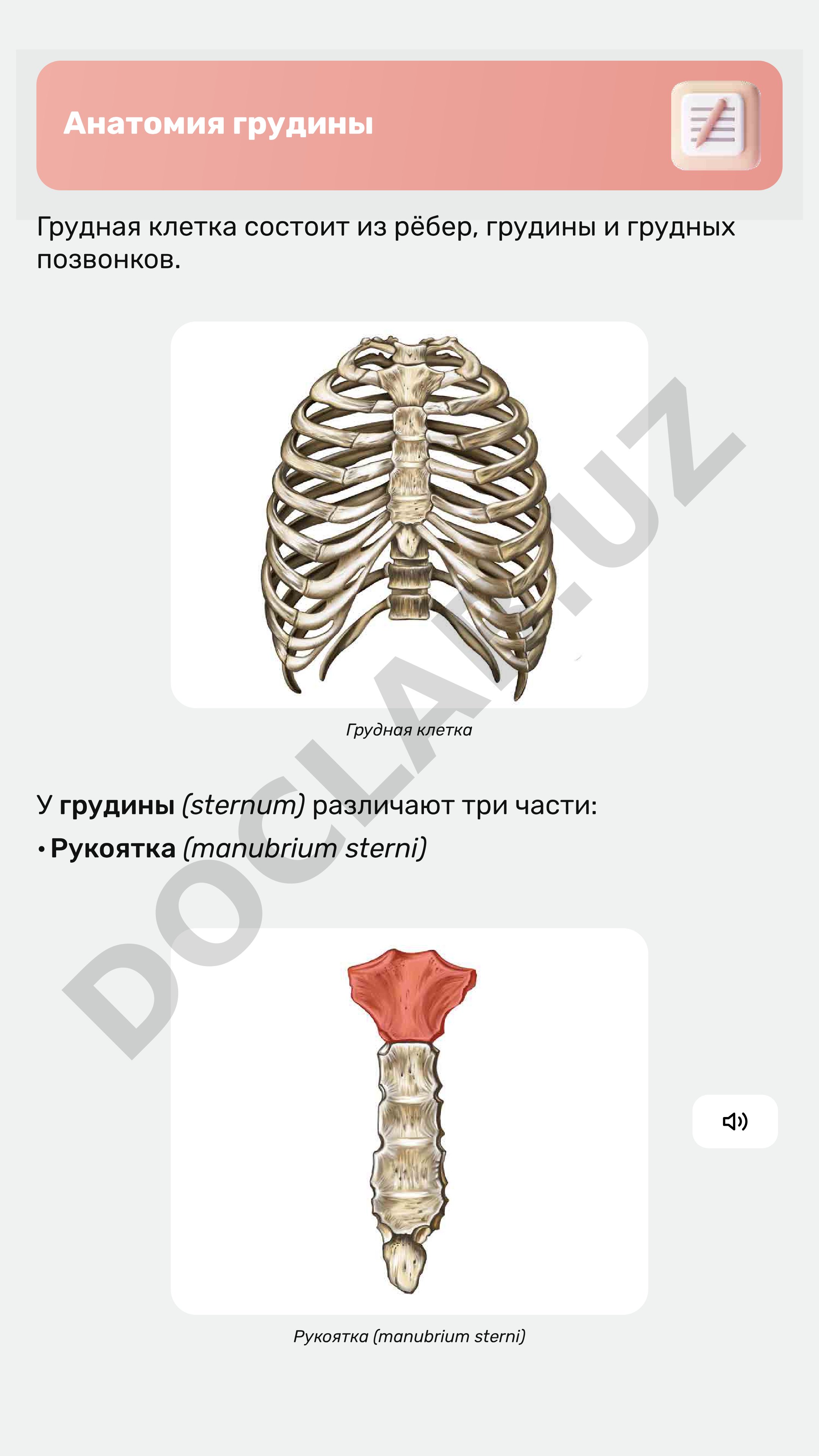 Анатомия грудины