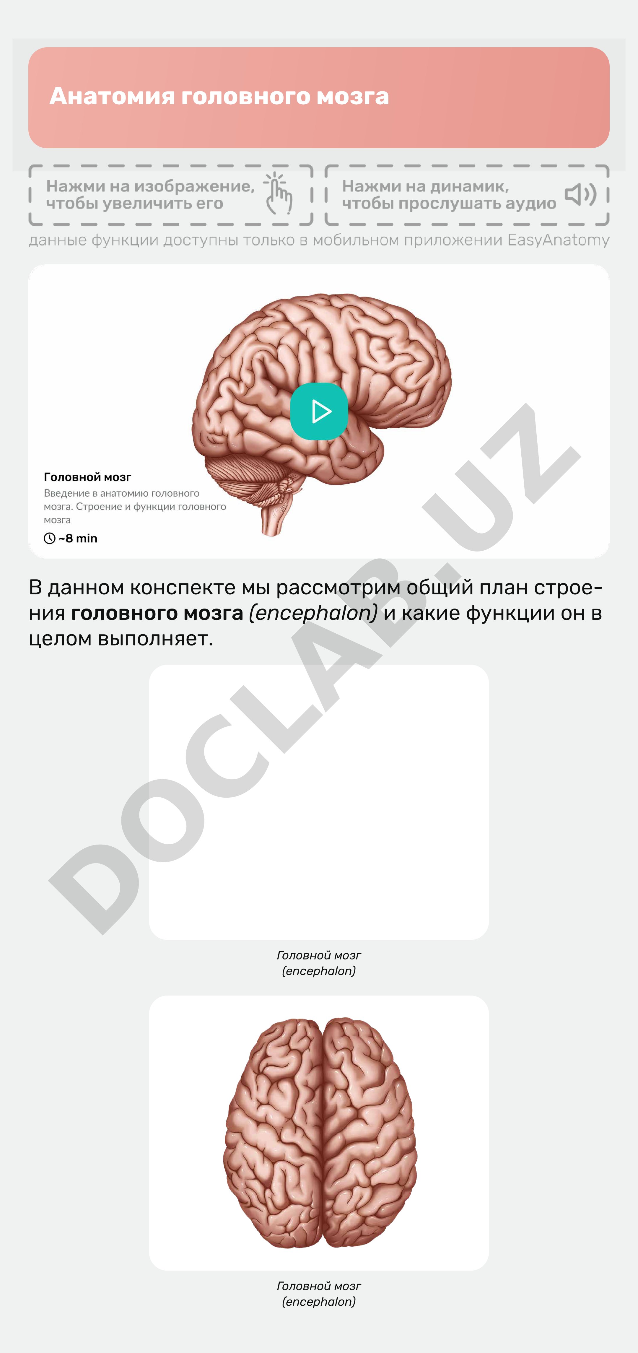 Анатомия головного мозга