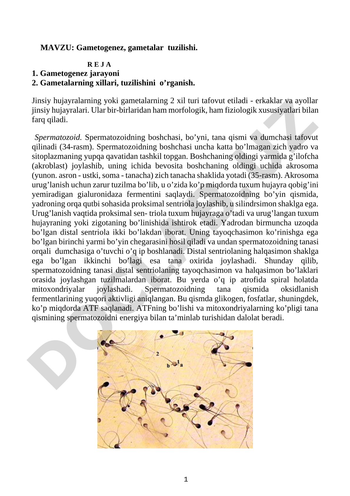 Gametogenez, gametalar tuzilishi