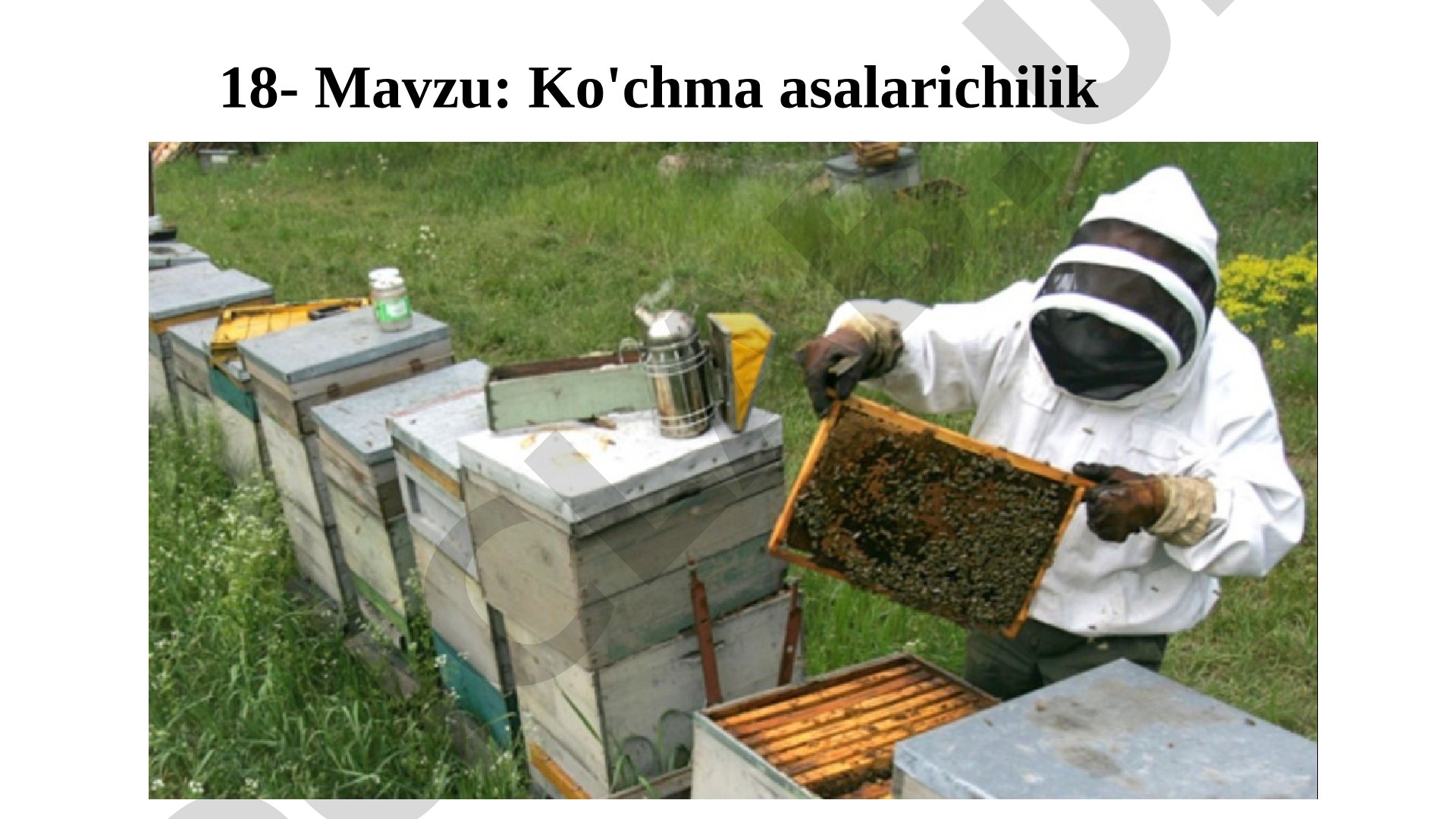 Ko'chma asalarichilik