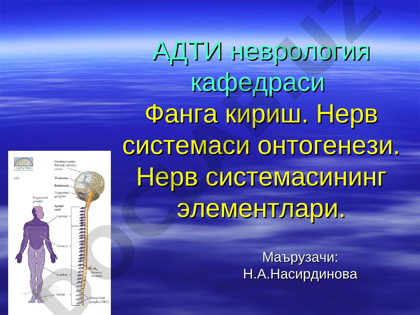 Нерв системаси онтогенези