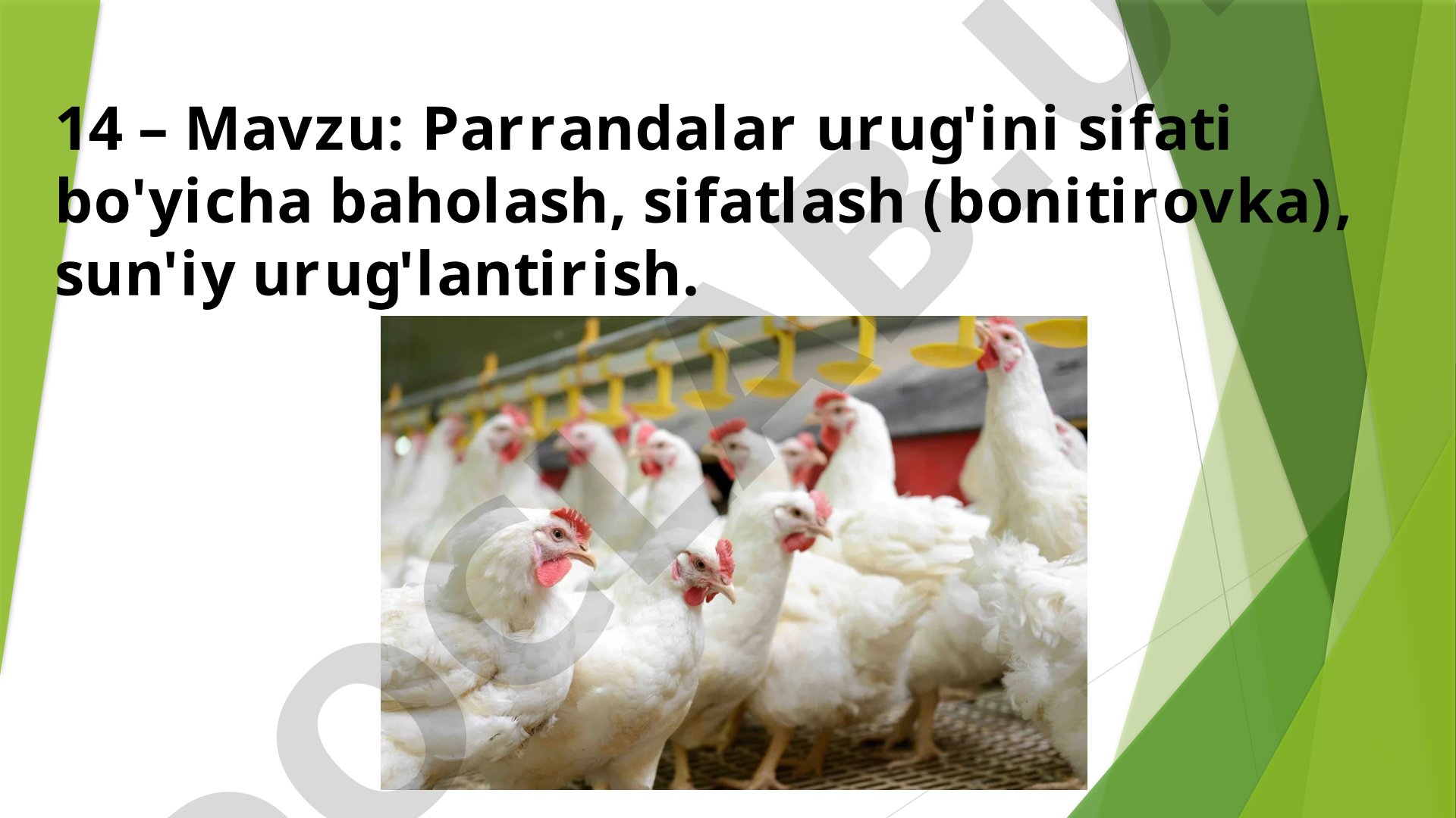 Parrandalar urug'ini sifati bo'yicha baholash, sifatlash (bonitirovka), sun'iy urug'lantirish