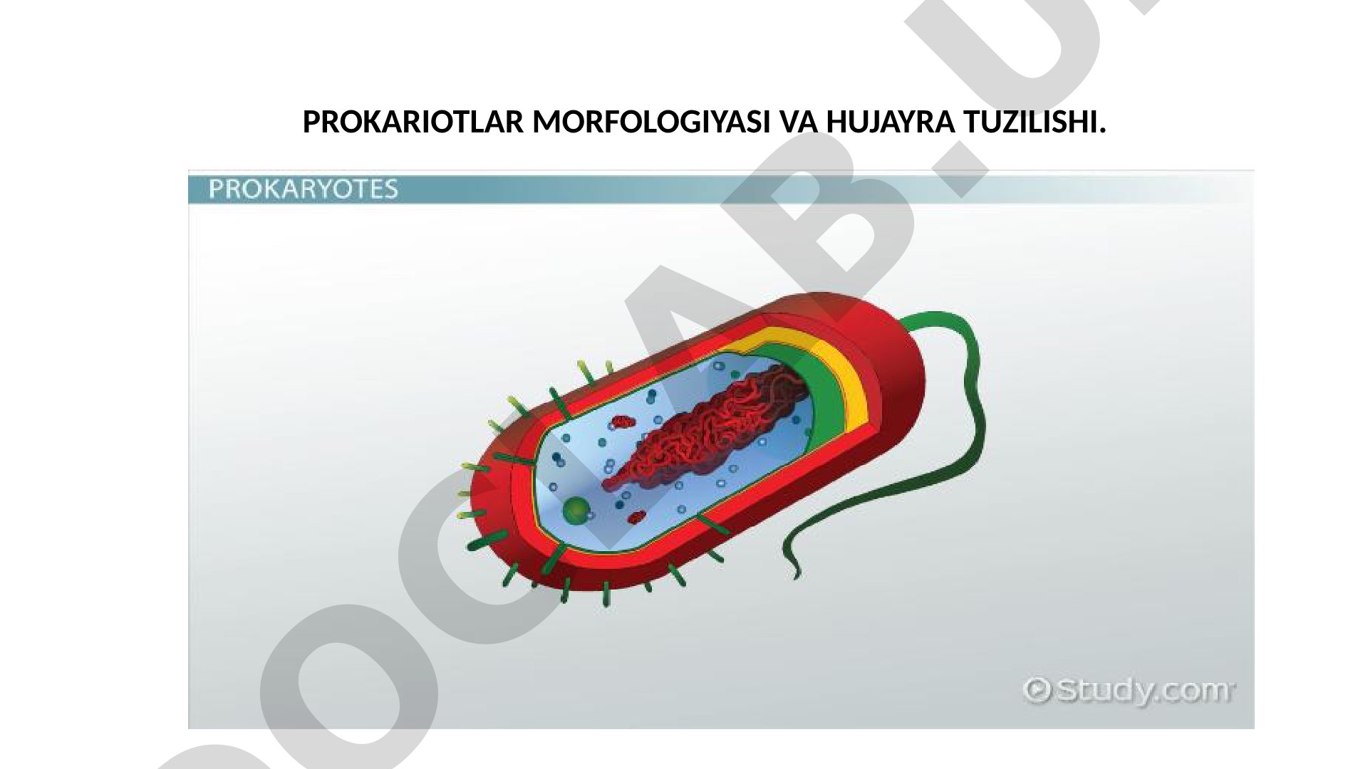 PROKARIOTLAR MORFOLOGIYASI VA HUJAYRA TUZILISHI