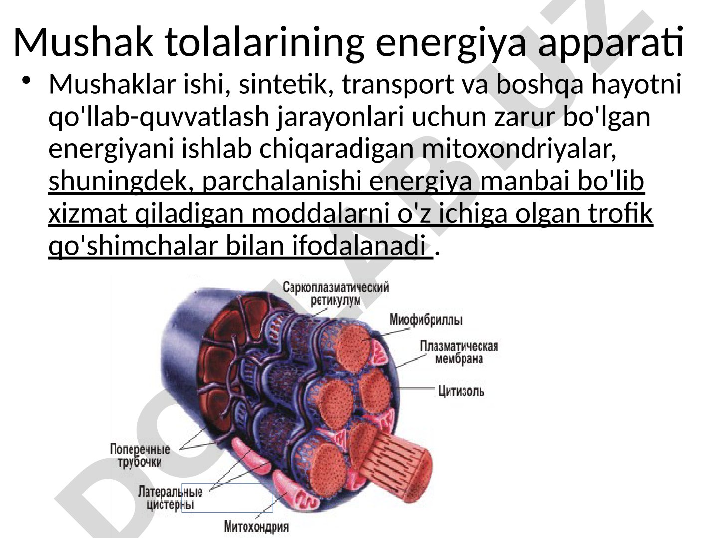 Mushak tolalarining energiya apparati