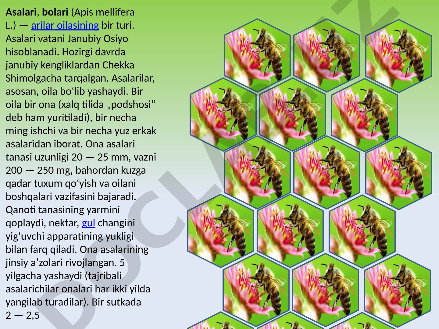 Asalari (Apis mellifera L.) oilasining hayoti va xususiyatlari