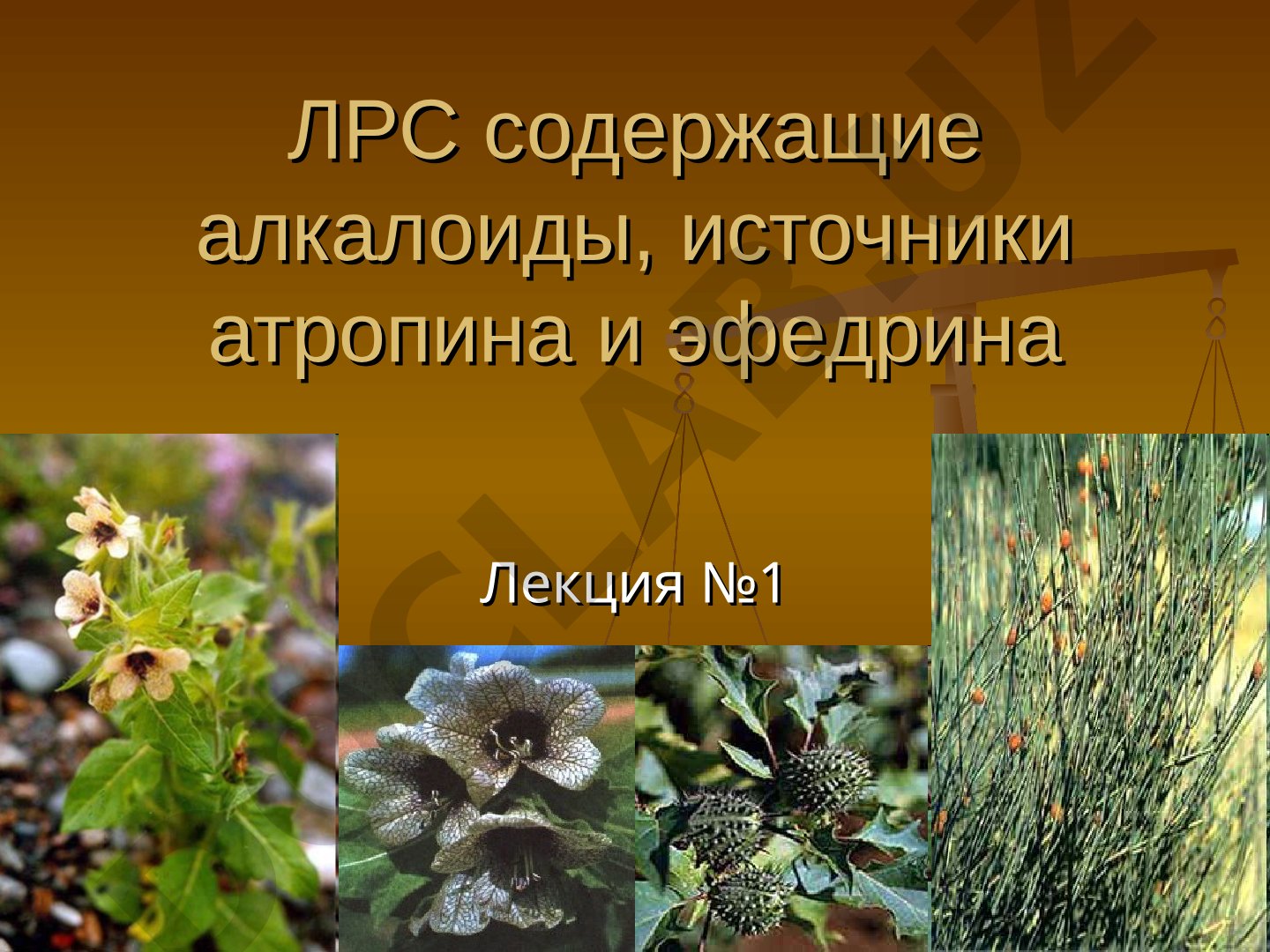 ЛРС содержащие алкалоиды, источники атропина и эфедрина Лекция №1