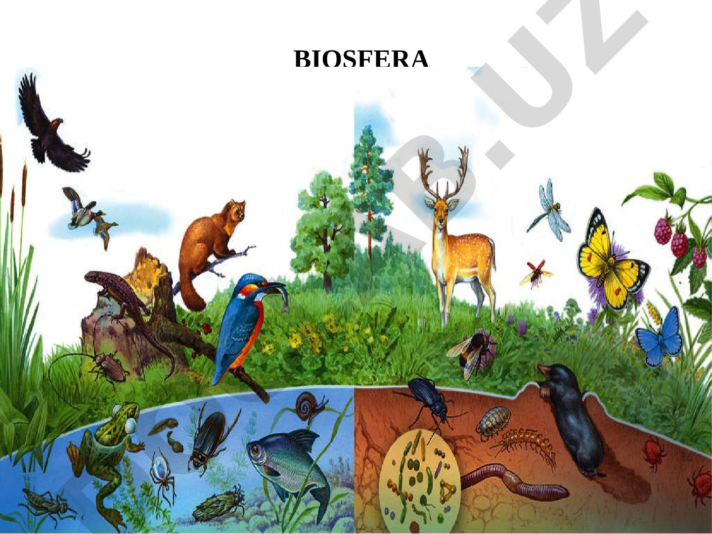 Biosfera haqida tushuncha, uning chegaralari, tabiat zonalari va organizmlarning