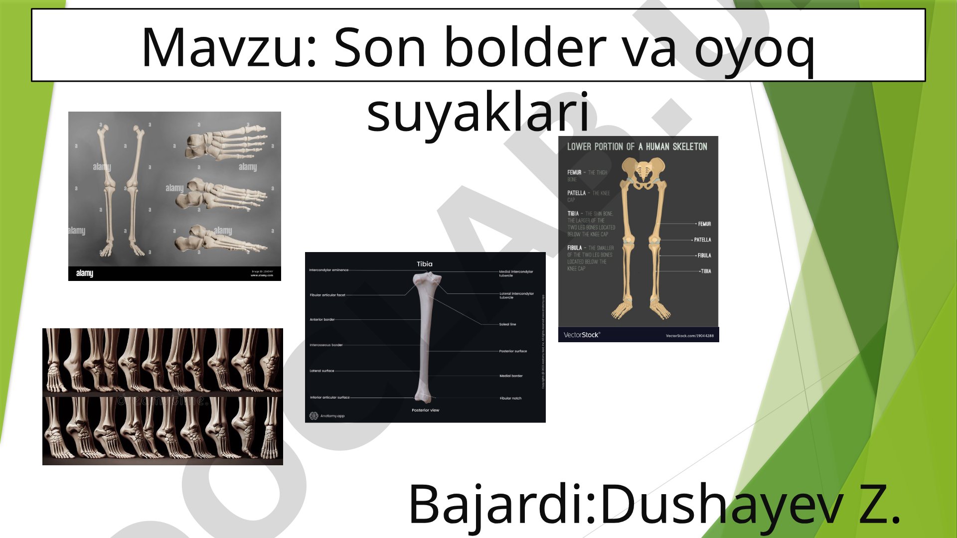 Son bolder va oyoq suyaklari