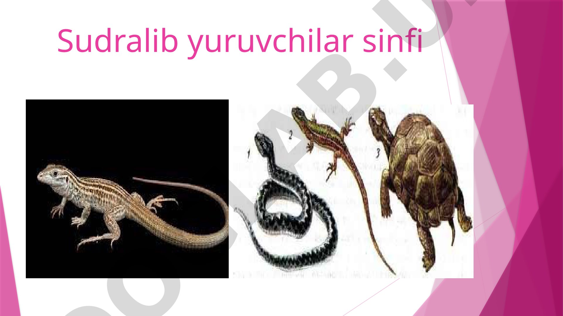Sudralib yuruvchilar sinfi: xususiyatlari va xilma-xilligi
