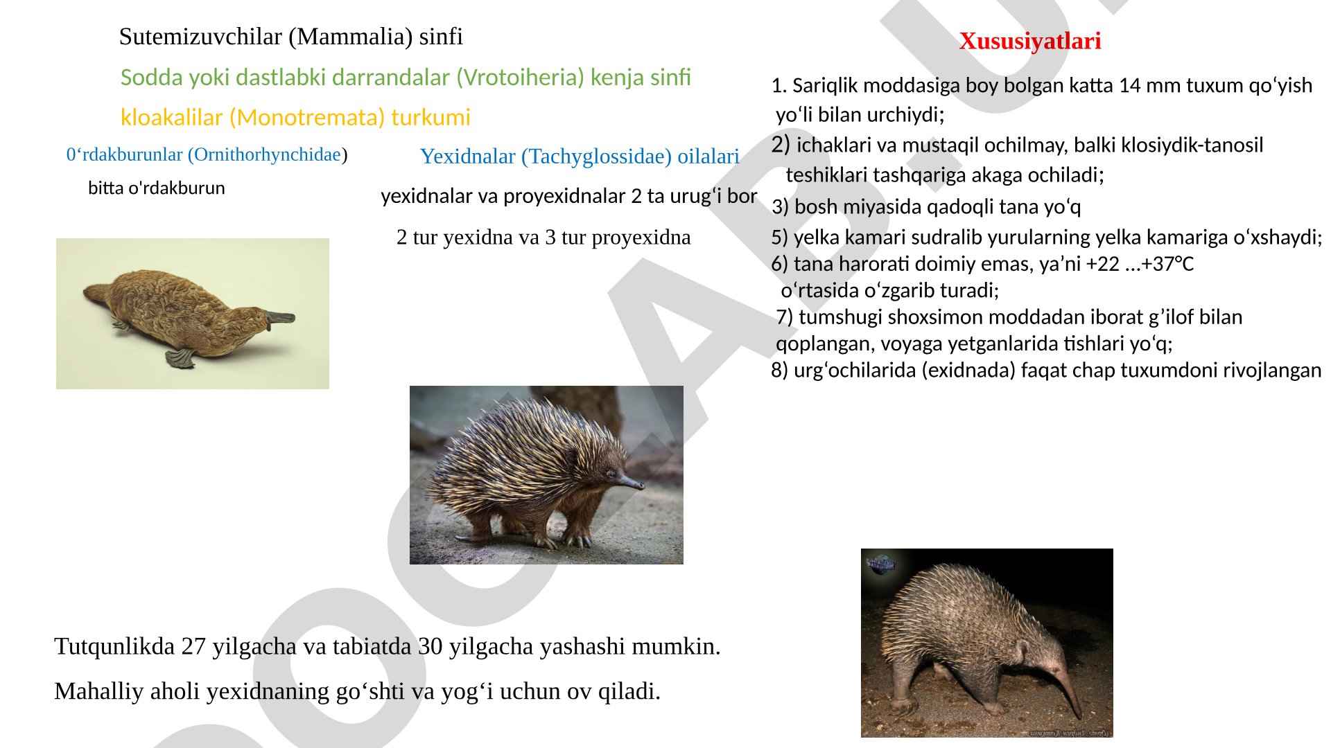Sutemizuvchilar sinfi: kloakalilar va tirik tug'uvchilar xususiyatlari