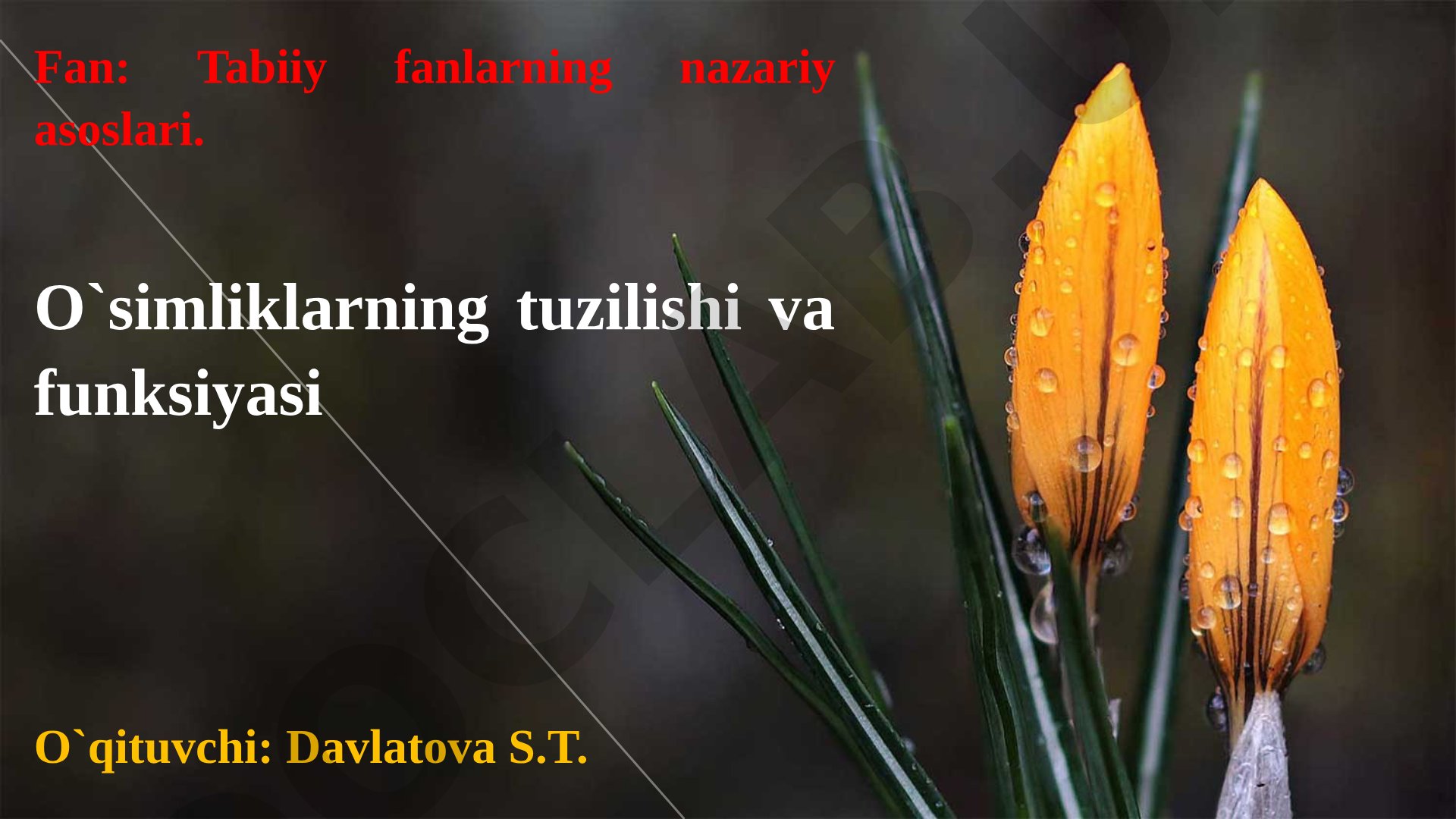 O'simliklarning tuzilishi va funksiyasi