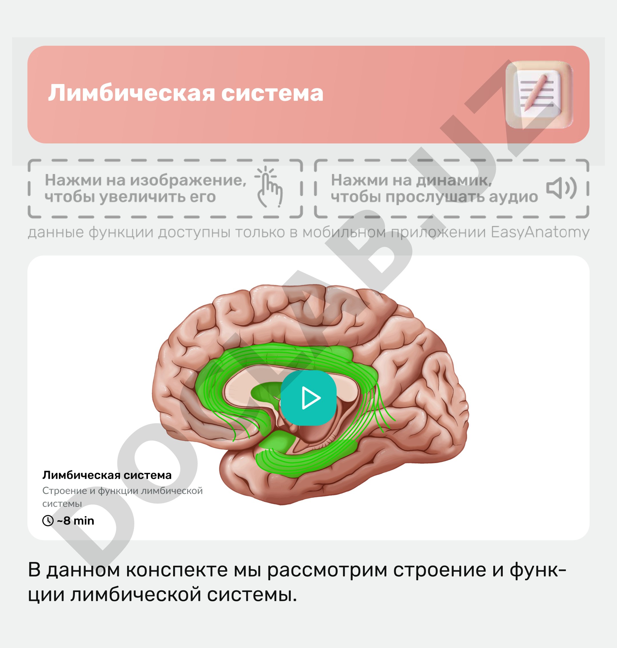 Лимбическая система