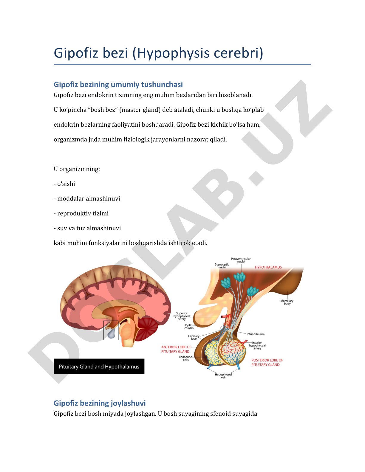 Gipofiz bezi (Hypophysis cerebri)