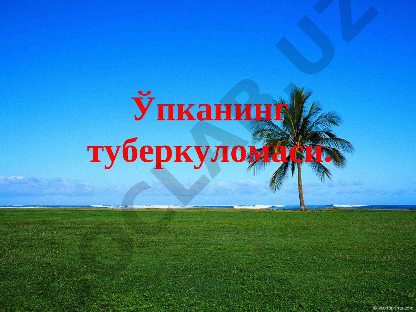 Ўпканинг туберкуломаси