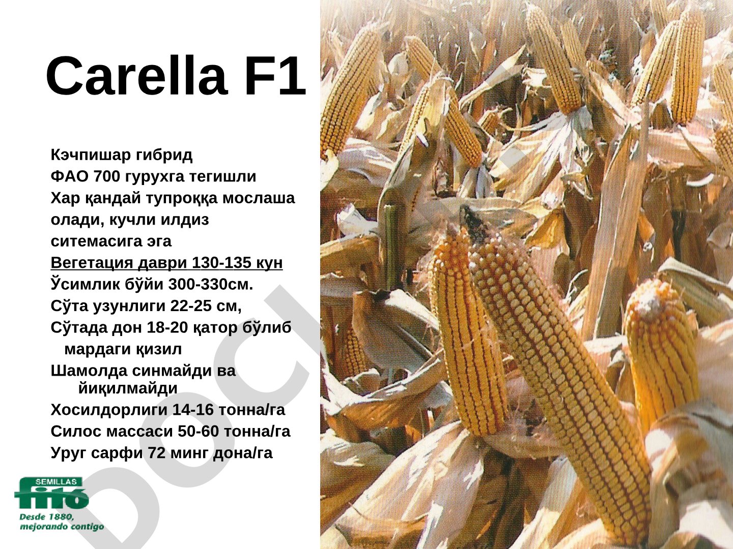 Makkajo'xori gibridlarining agrotexnik xususiyatlari