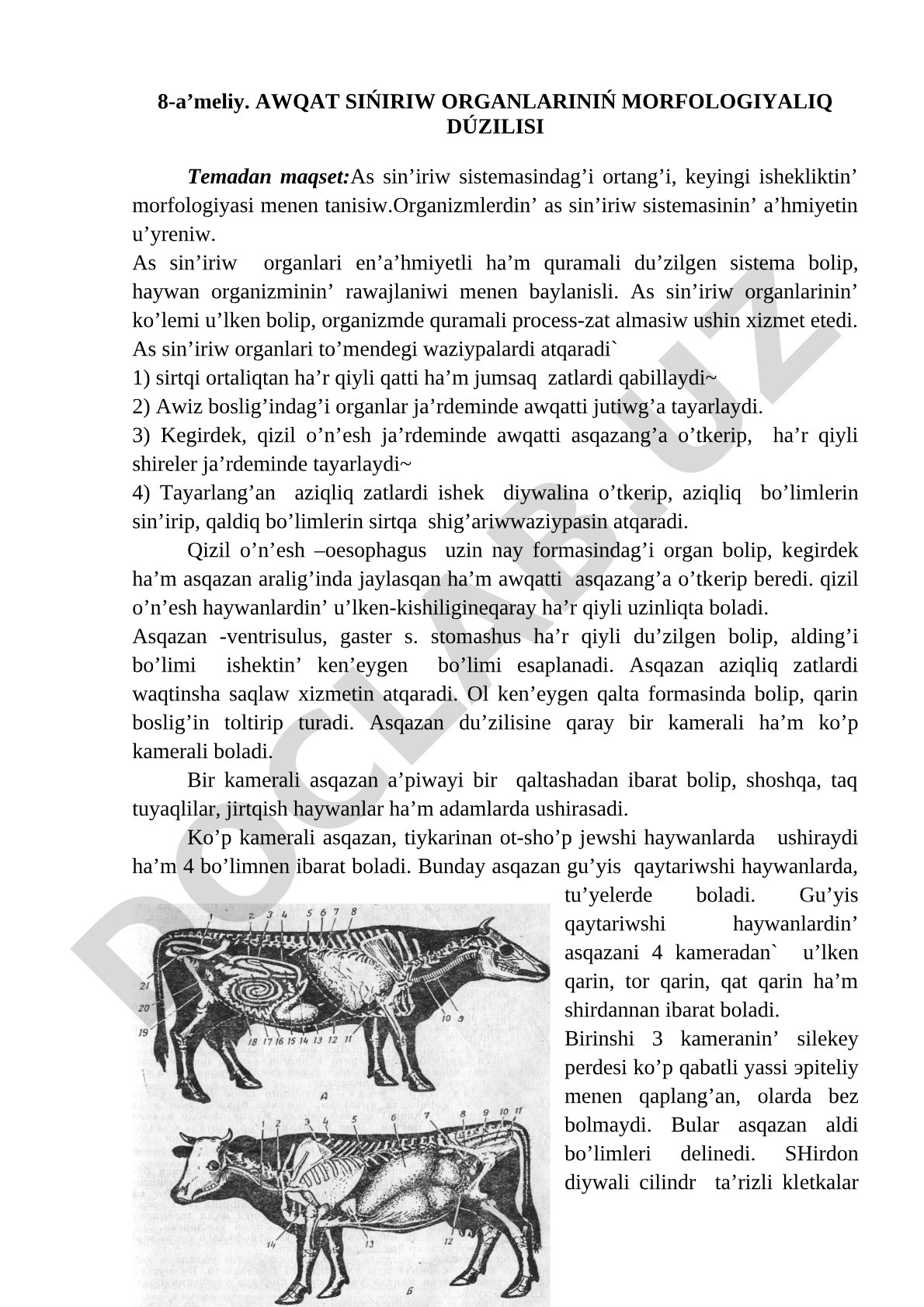 AWQAT SIŃIRIW ORGANLARINIŃ MORFOLOGIYALIQ DÚZILISI