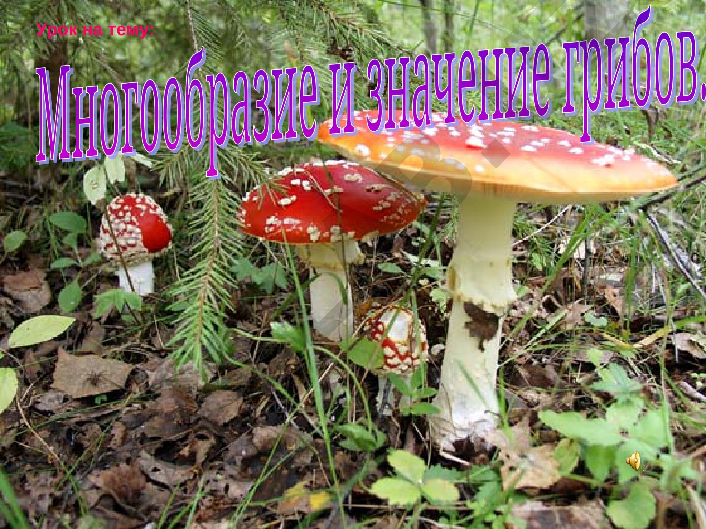 Общая характеристика грибов