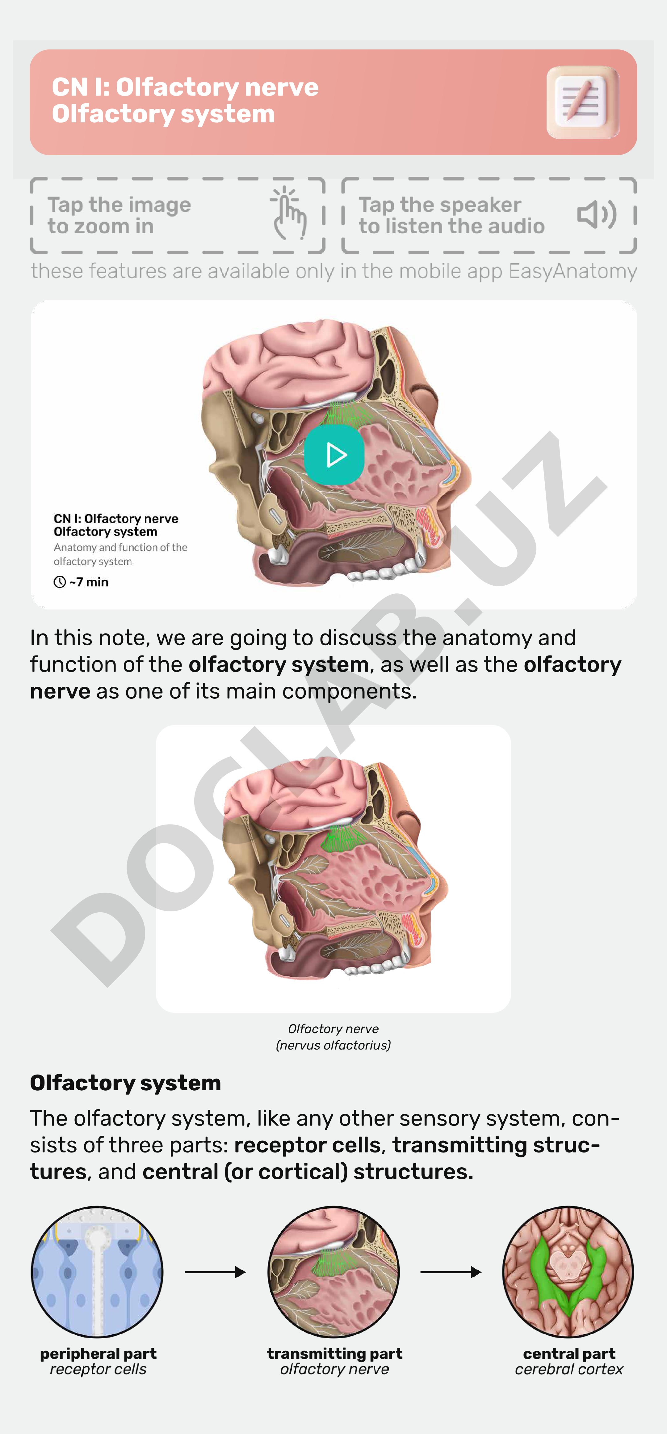 CN I: Olfactory nerve Olfactory system