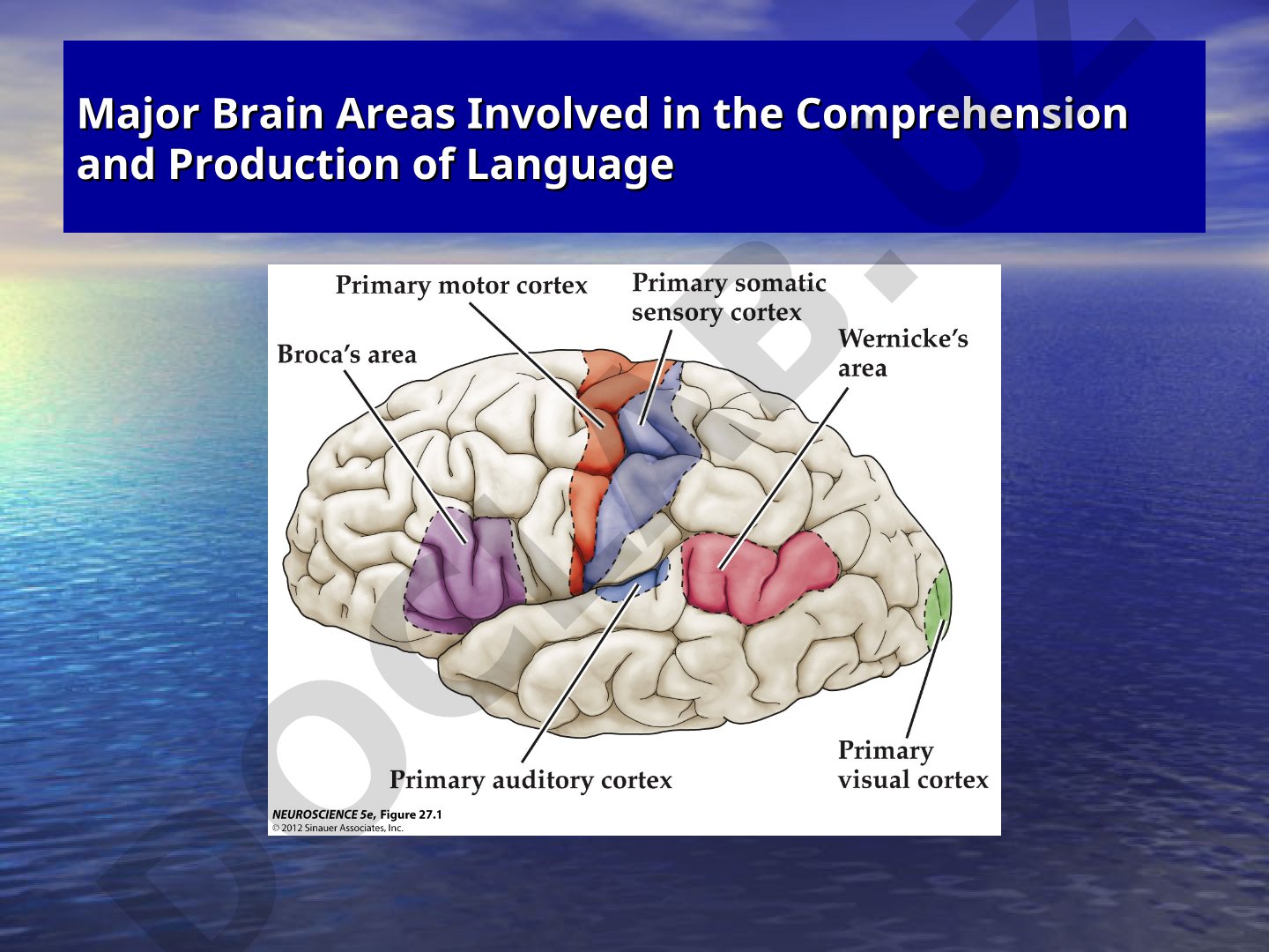 Major Brain Areas Involved in the Comprehension and Production of Language
