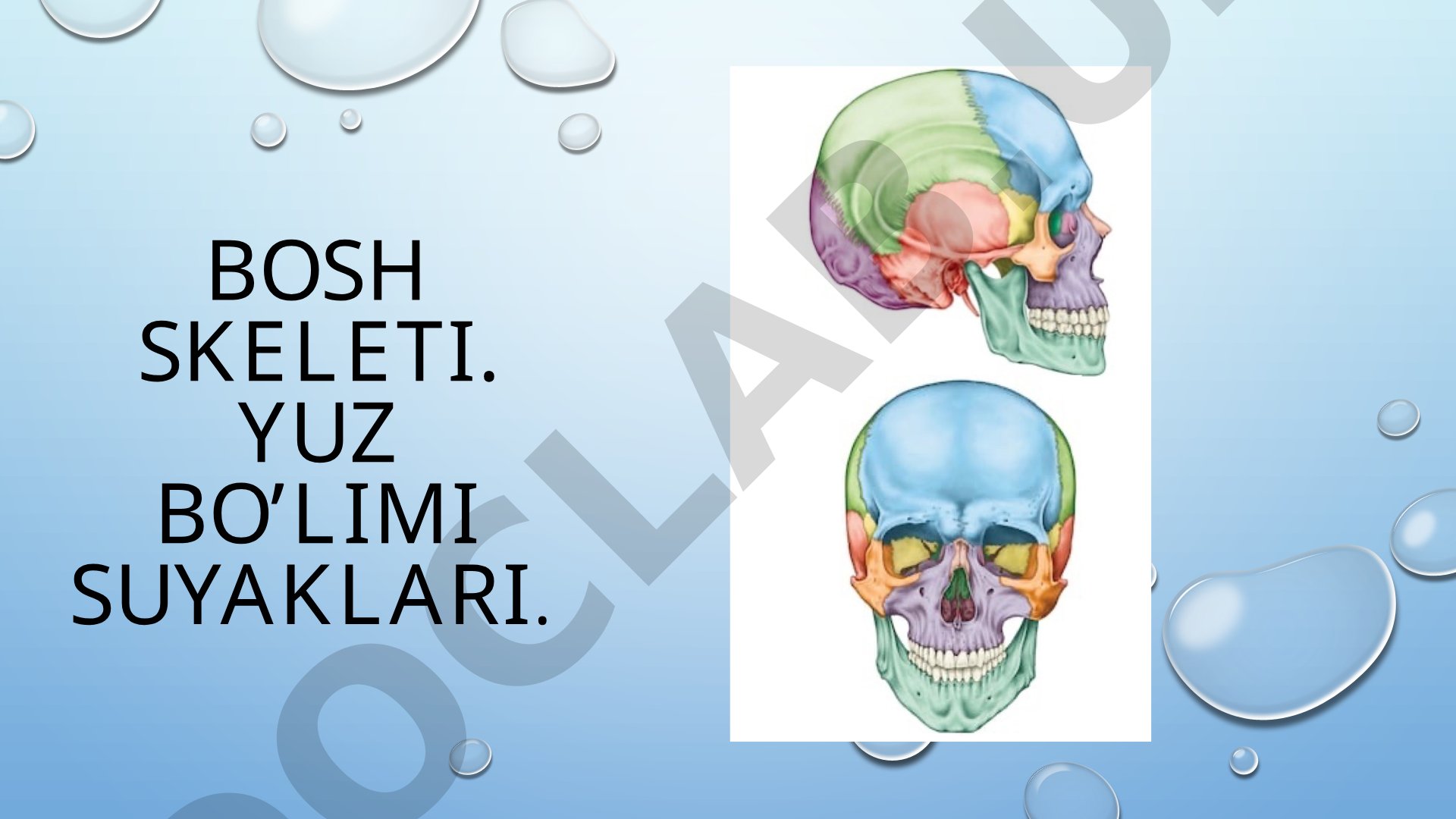 Yuz bo'limi suyaklari