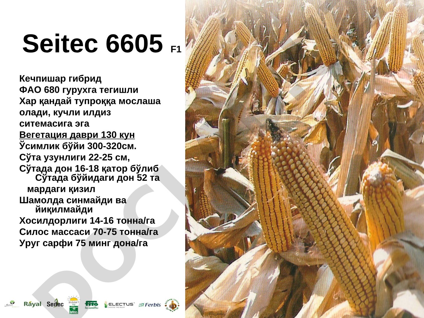 Seitec va ADA kechpishar makkajo'xori duragaylari