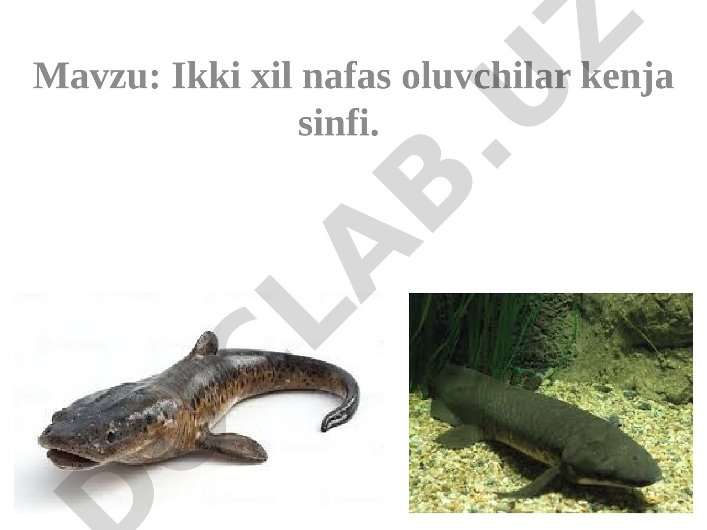 Ikki xil nafas oluvchilar kenja sinfi