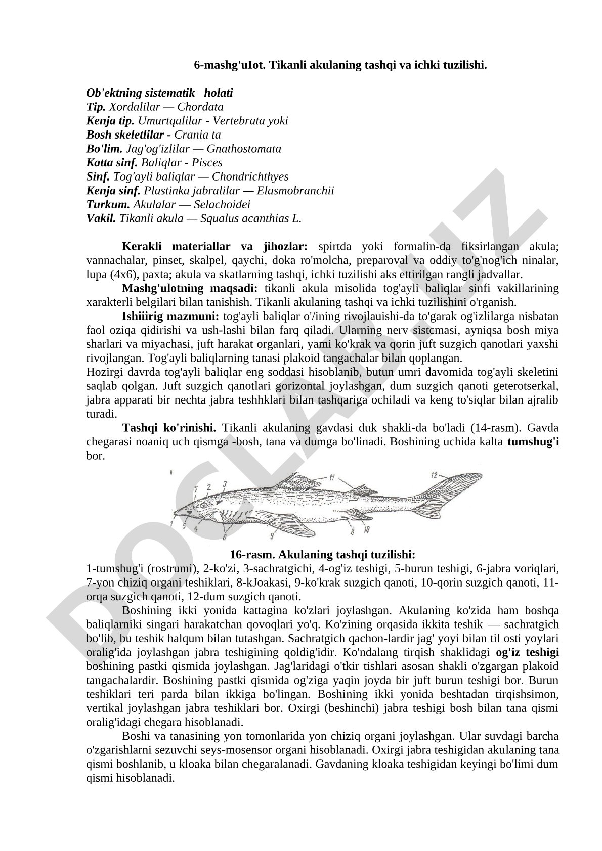 Tikanli akulaning tashqi va ichki tuzilishi