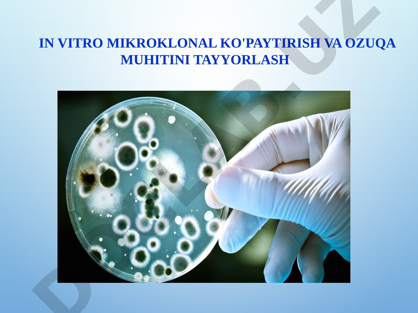 In vitro mikroklonal ko'paytirish va ozuqa muhitini tayyorlash