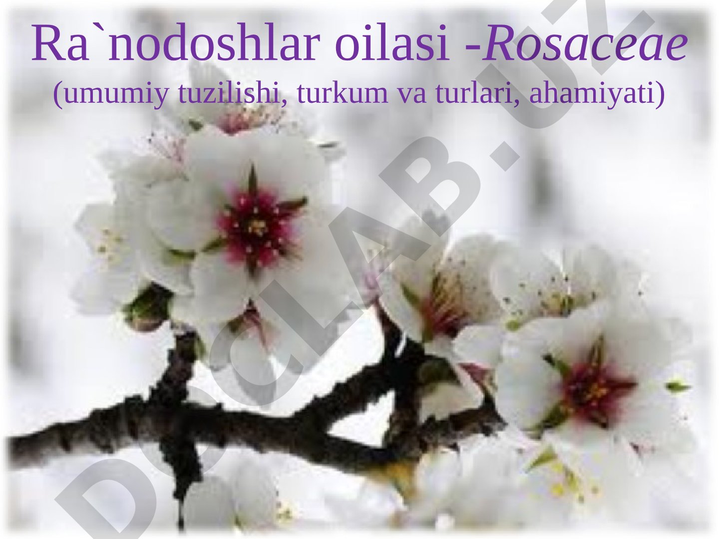 Ra`nodoshlar oilasi -Rosaceae (umumiy tuzilishi, turkum va turlari, ahamiyati)