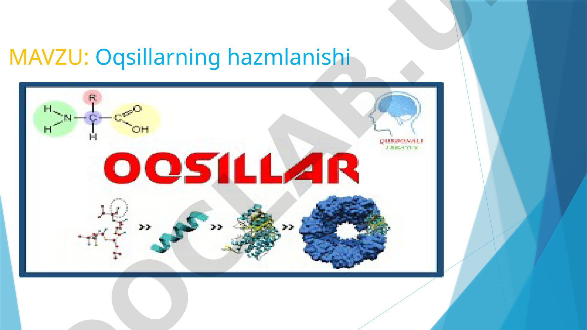 Oqsillarning hazmlanishi