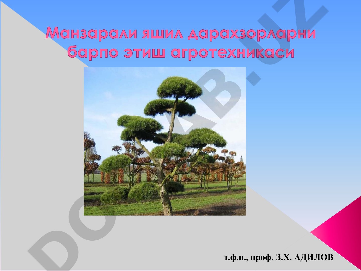 Манзарали дарахт ва буталарни кўкаламзорлаштириш ва ландшафт архитектураси амалиётида қўллаш