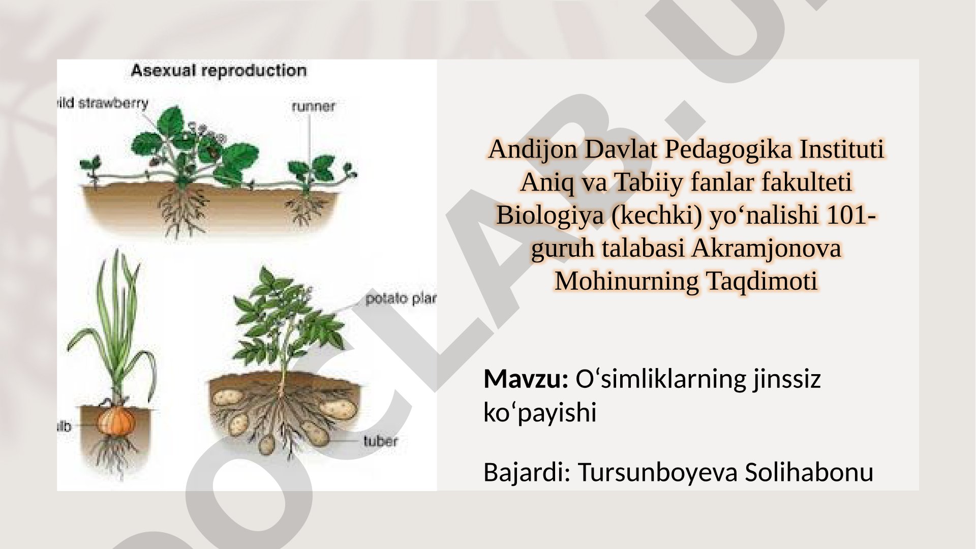O‘simliklarning jinssiz ko‘payishi