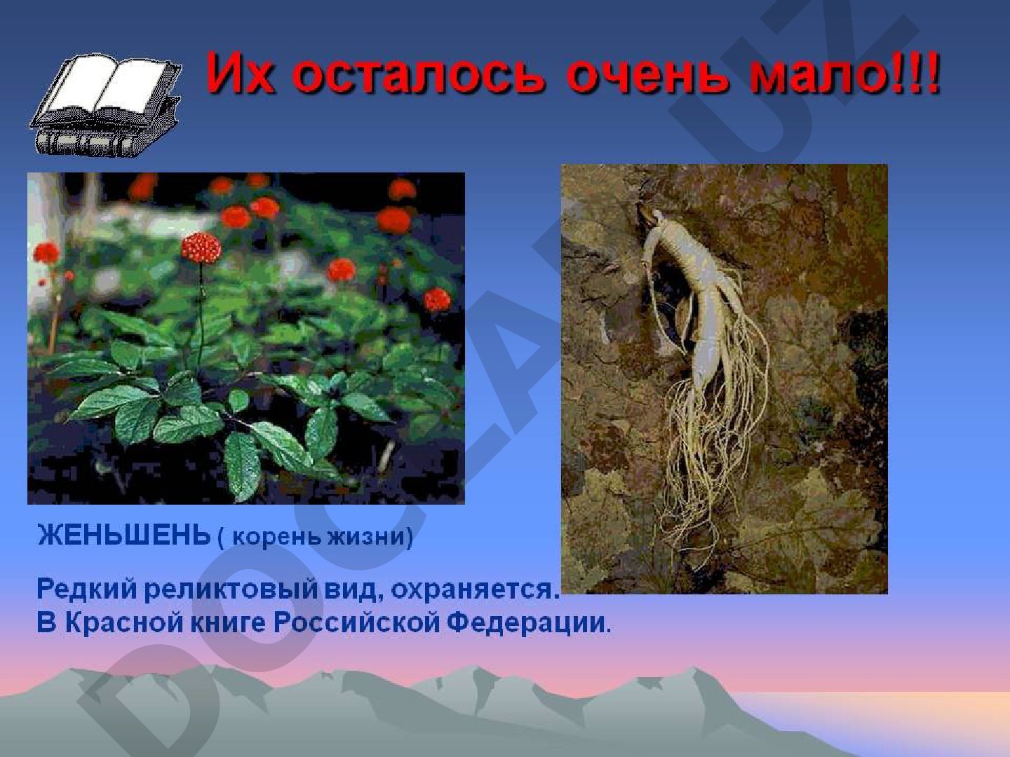 Всё о женьшене: легенды, показания к применению, противопоказания