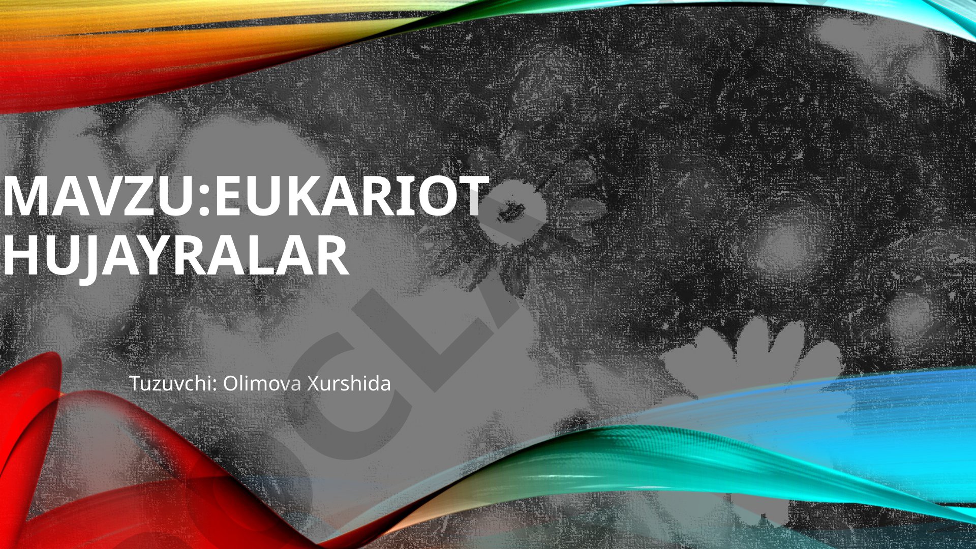 Eukariot hujayralar