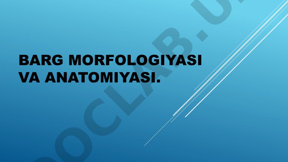 Barg morfologiyasi va anatomiyasi