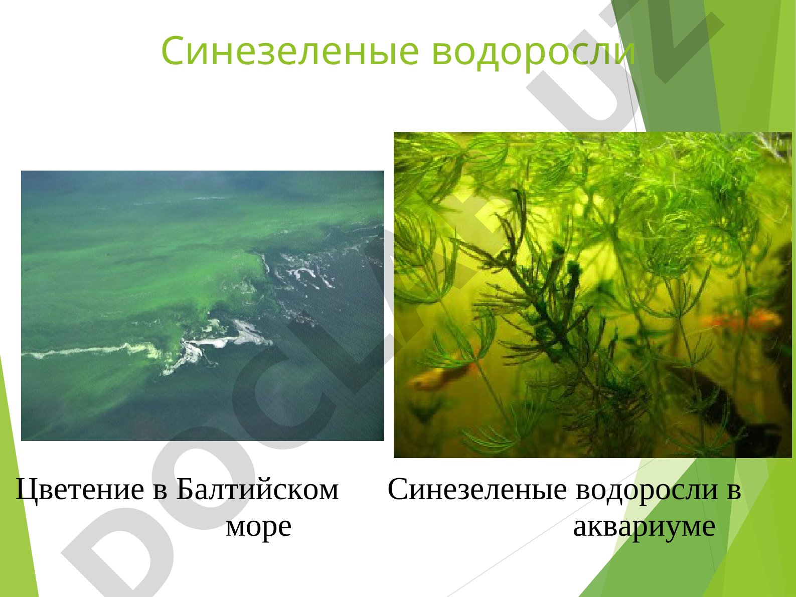 Синезеленые водоросли: общие сведения и классификация