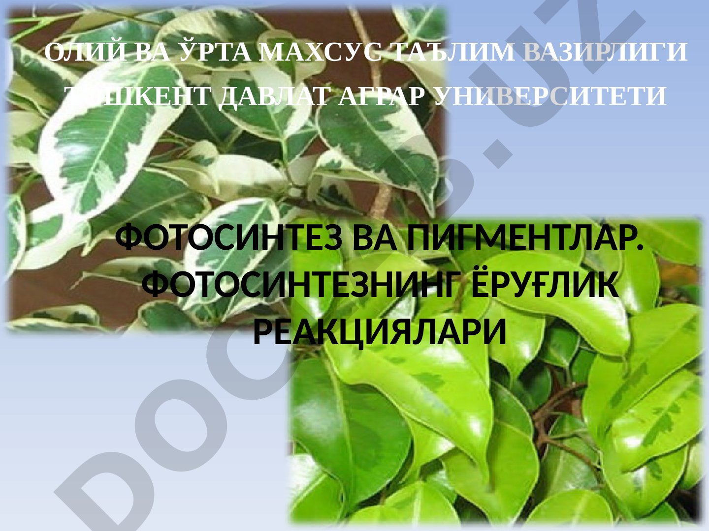 Фотосинтез ва пигментлар. Фотосинтезнинг ёруғлик реакциялари
