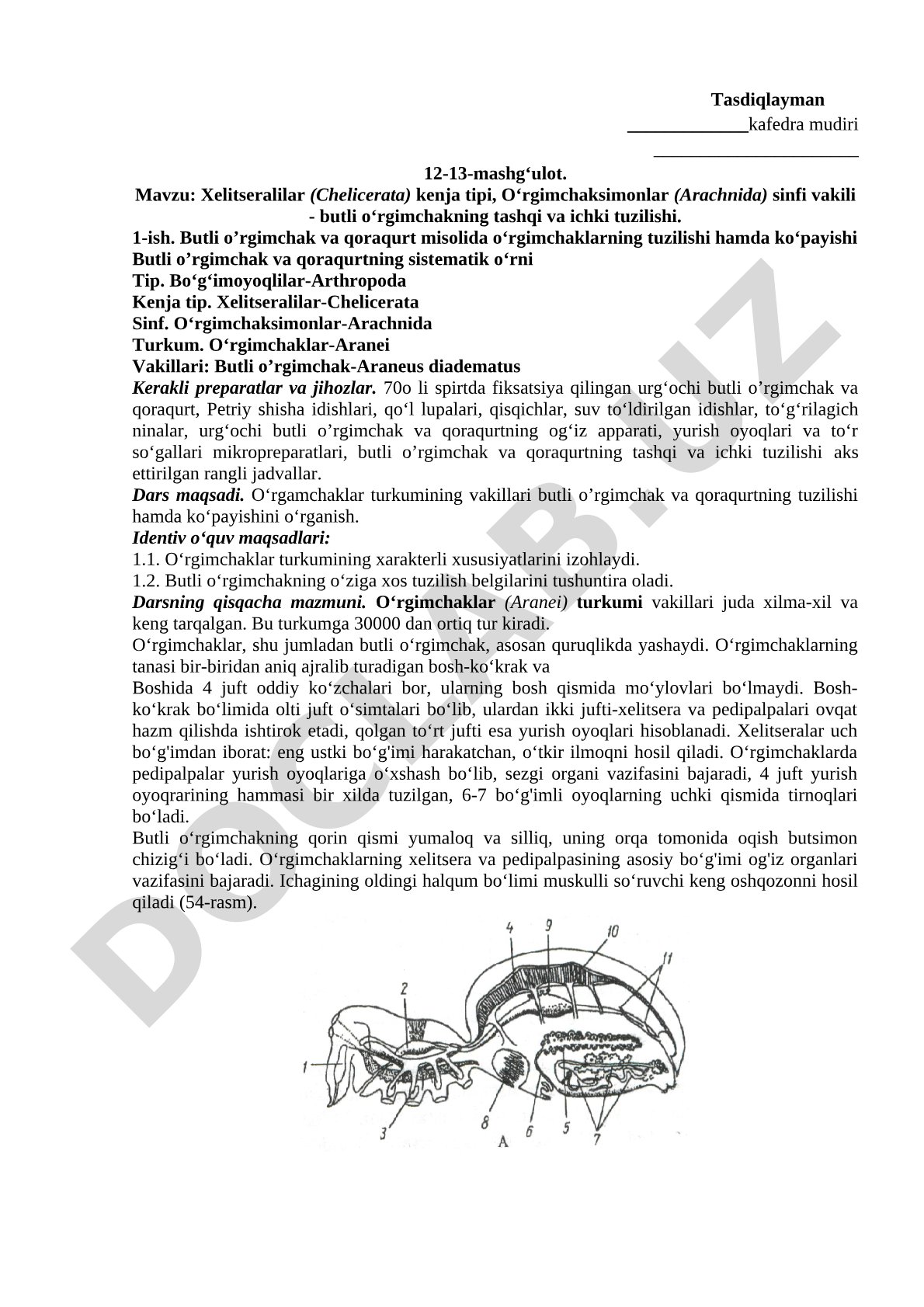 Xelitseralilar (Chelicerata) kenja tipi, O‘rgimchaksimonlar (Arachnida) sinfi vakili - butli o‘rgimchakning tashqi va ichki tuzilishi