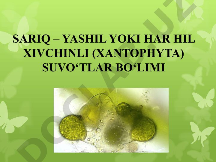 Har hil xivchinli (Xanthophyta) suvo'tlar bo'limi tavsifi va klassifikatsiyasi