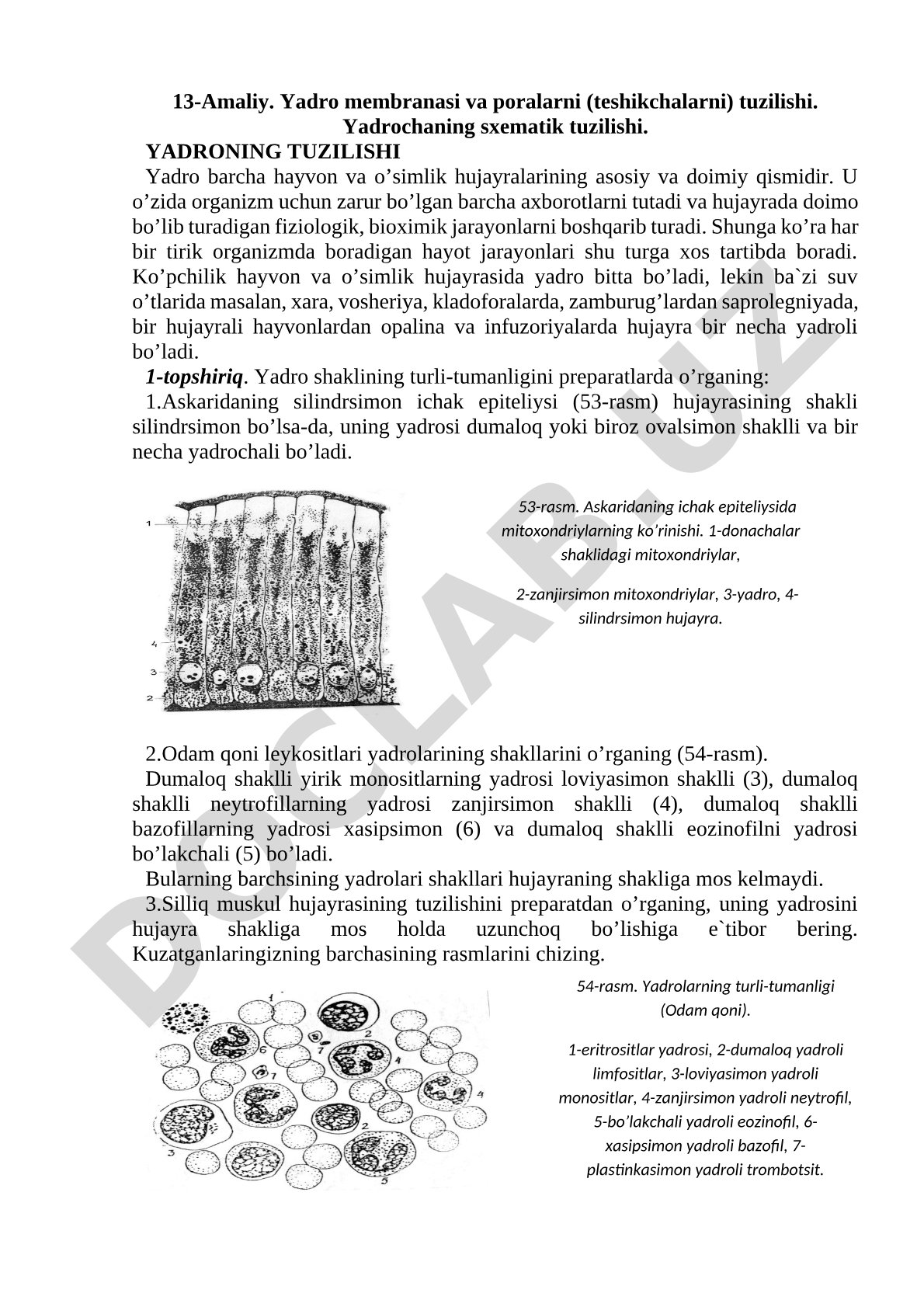 Yadro membranasi, poralar va yadrochaning tuzilishi