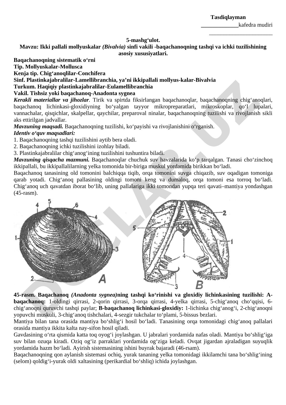Ikki pallali mollyuskalar (Bivalvia) sinfi vakili -baqachanoqning tashqi va ichki tuzilishining asosiy xususiyatlari