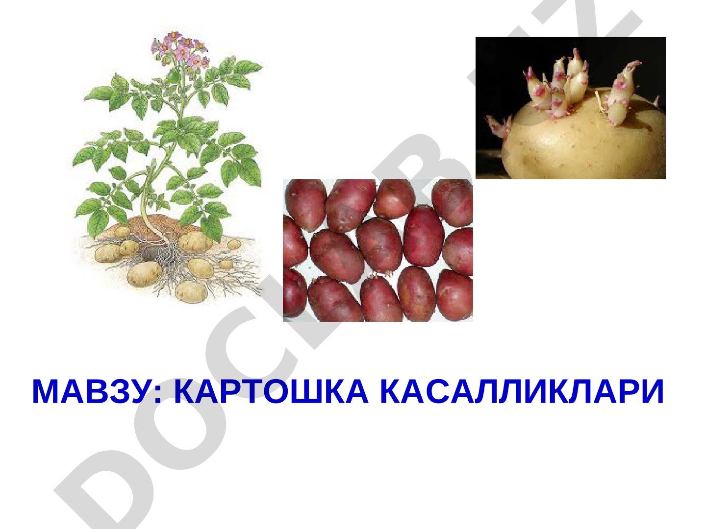 Картошка касалликлари, уларнинг қўзғатувчилари ва белгилари ҳақида маъруза
