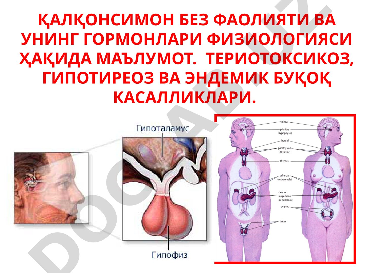 Қалқонсимон без фаолияти ва унинг гормонлари физиологияси ҳақида маълумот.