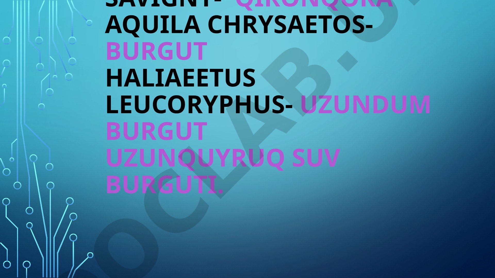 Qironqora va burgut turlari haqida ma'lumot