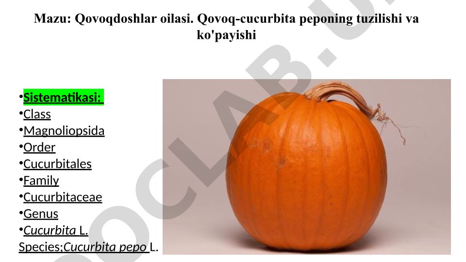 Qovoqdoshlar oilasi va Cucurbita peponing tuzilishi