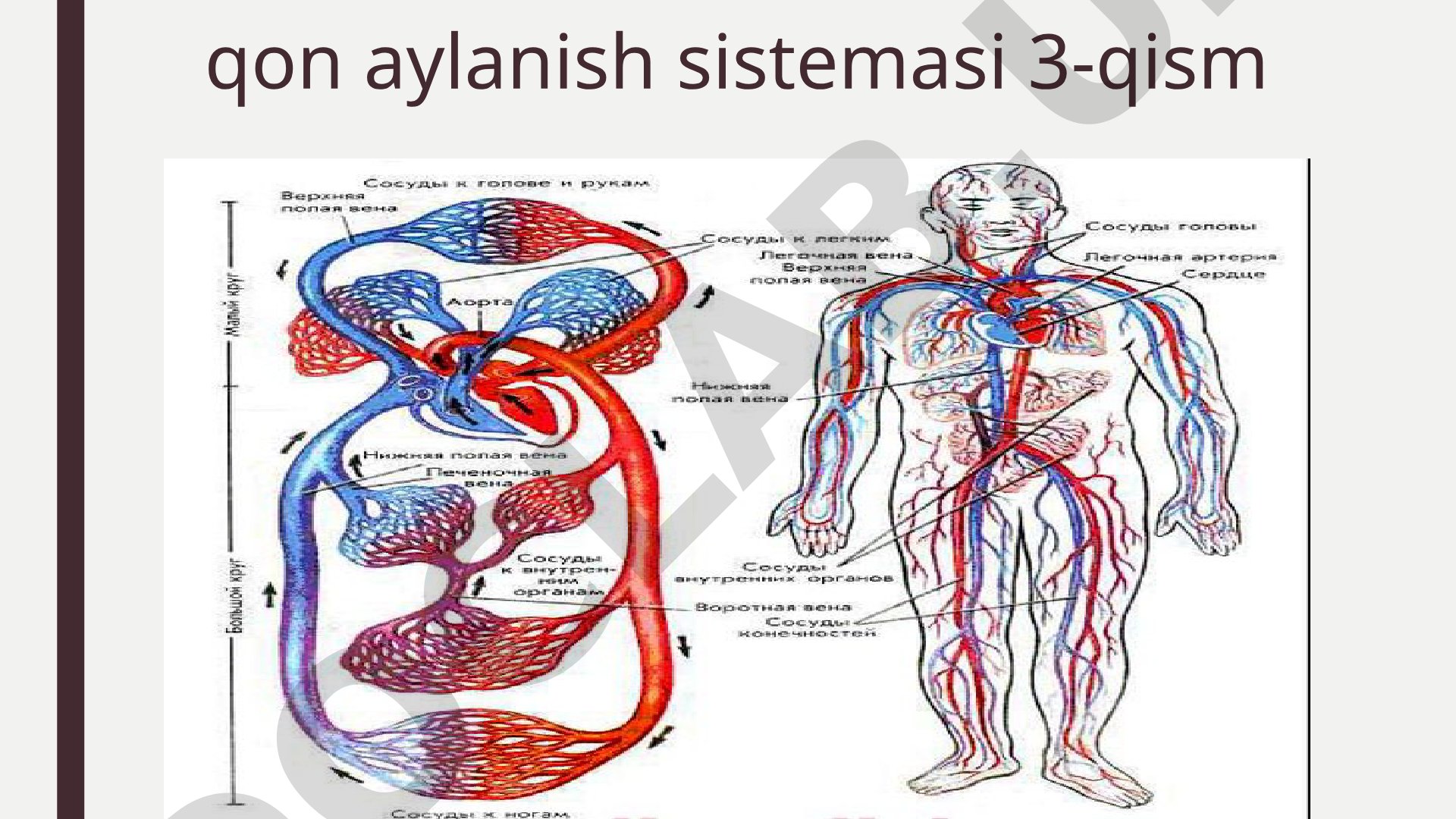 Qon aylanish sistemasi 3-qism
